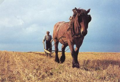 Agriculteur retournant la terre grâce à l'aide d'un cheval de trait