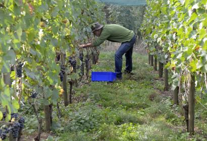 Jean Galler harvests grapes in his vineyard in Chaudfontaine - Belgian organic wine from Vignoble Septem Triones