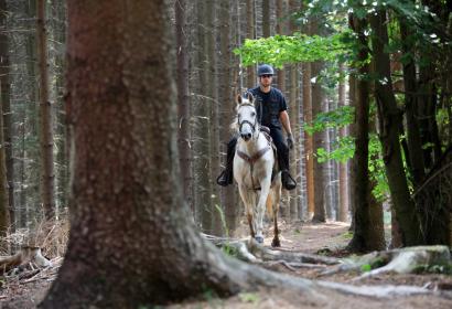 Cavalier sur un cheval en forêt