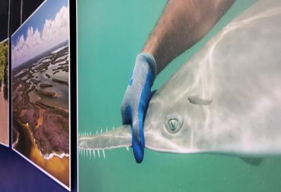 Poisson-scie dans l'océan