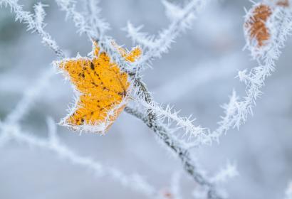 Ambiance givrée en forêt