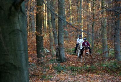 2 ruiters te paard in het woud