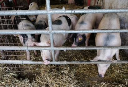 Biofarm - La Ferme des Frênes - Cens - Vue de l'étable aux cochons