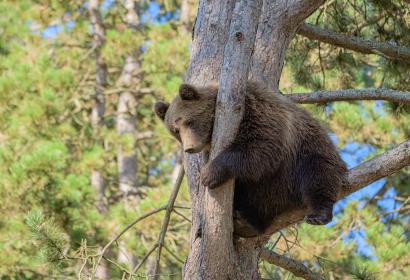 Ours brun perché dans un arbre