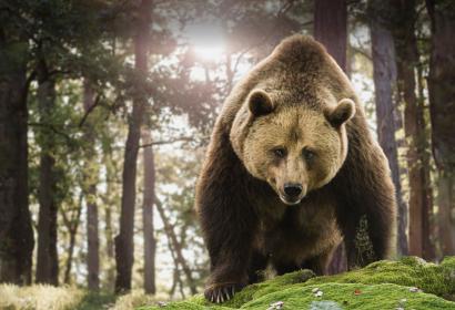 Histoires d'ours au Domaine des Grottes de Han