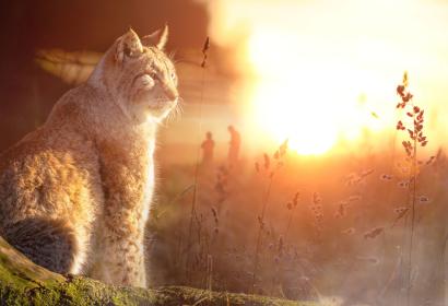 Photo d'un lynx au lever du soleil