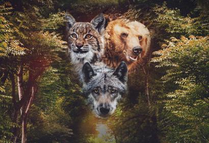 Fotomontage von drei großen Raubtieren, dem Wolf, dem Luchs und dem Braunbären