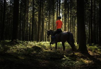Cavalier avec son cheval dans la forêt