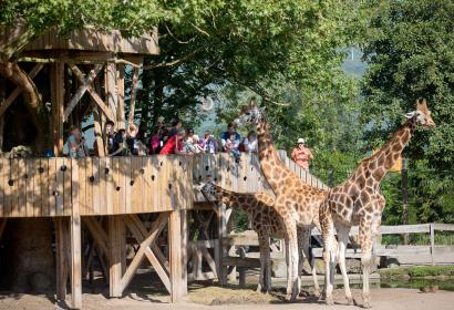 From the giraffe lookout in Pairi Daiza, help the carers to feed the animals