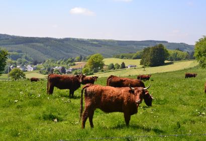Brown cows in the Vielsalm plains
