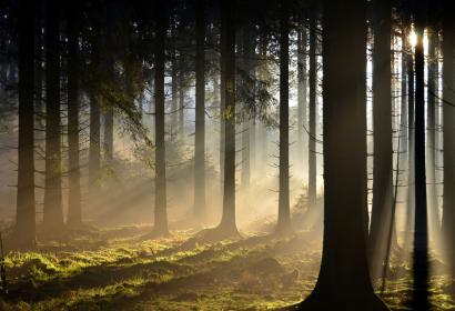 Les arbres de la forêt d'Anlier sous la brume