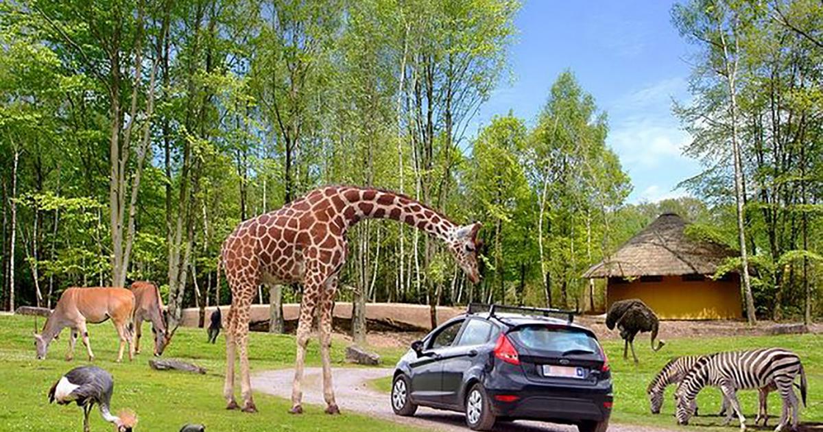 safari park belgien