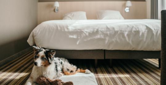 Un chien est couché sur son tapis dans une chambre d'hôtel